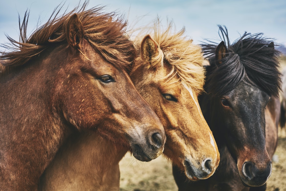 Proč matrace s koňskými žíněmi
